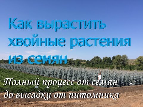 Как вырастить хвойные растения из семян. Императорский Питомник.