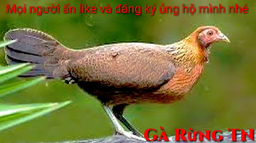 tiếng gà mái rừng chuẩn không tạp âm, gà mái rừng gọi trống. Tiếng gà mái rừng mới nhất 2020