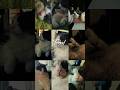 Комбо котов #cat #веселыекоты #красиваякошка #cute #прикольныекоты #кот #видосыоткота #catlover