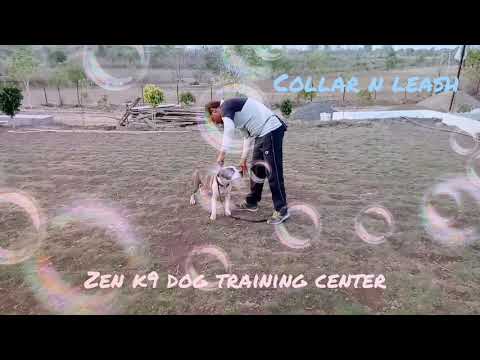 modern-dog-training-and-sports