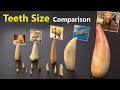 Teeth Size Comparison: Animals, Monsters & Fictional Characters 🦷