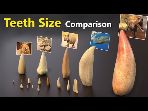 Video: Wie heeft de scherpste tanden ter wereld?