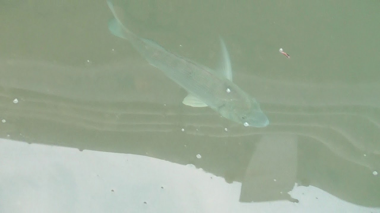河口付近のチヌ 黒鯛 の群れ Youtube