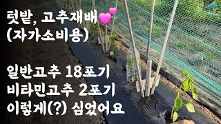 텃밭, 고추재배(자가소비용) 💕 일반고추 18포기, 비타민고추 2포기 😃 이렇게(?) 심었어요