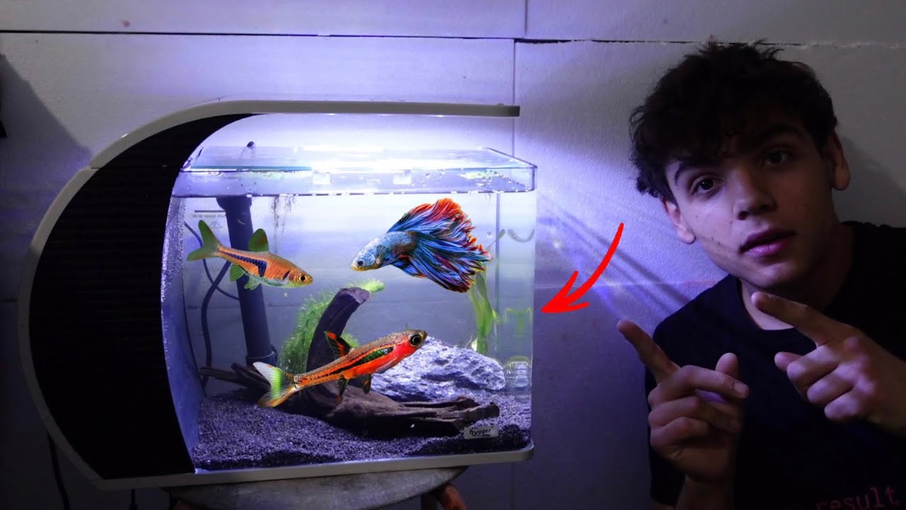 il mio nuovo MINI ACQUARIO nella fish room ! - YouTube