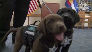 Arapahoe County sheriff swears in two adorable therapy dogs