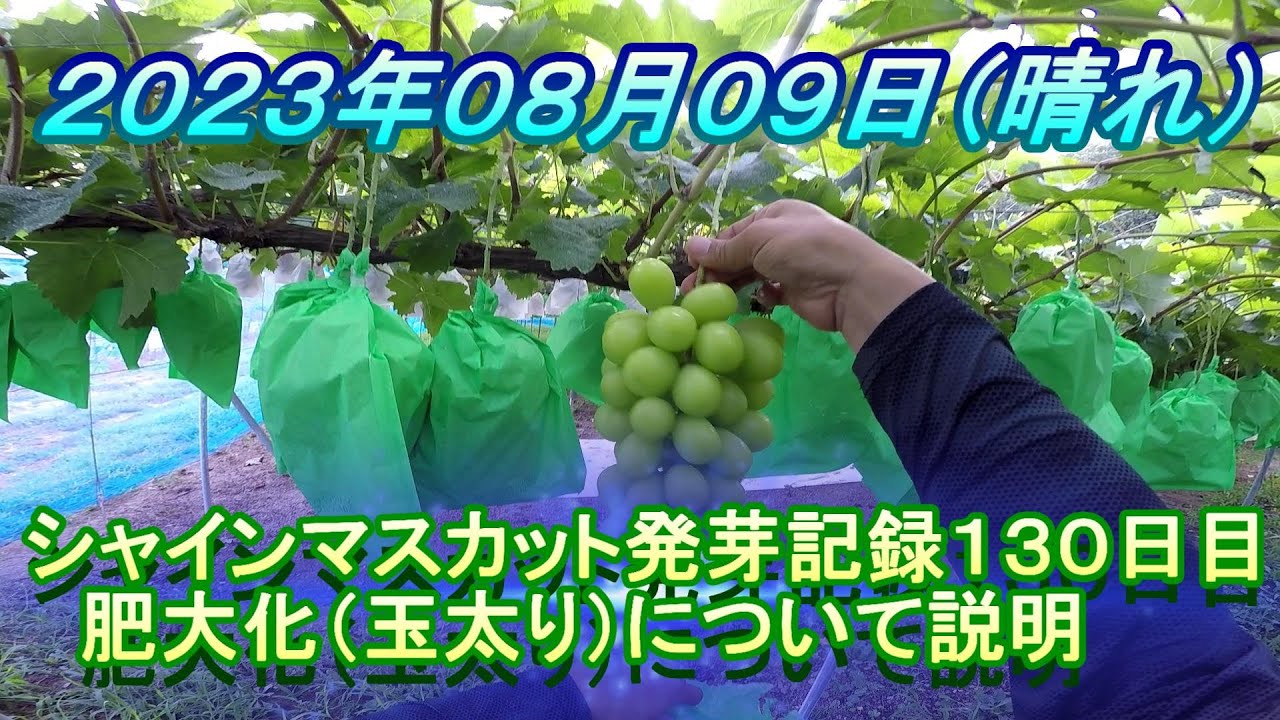 シャインマスカット発芽記録１３０日目　肥大化（玉太り）について説明