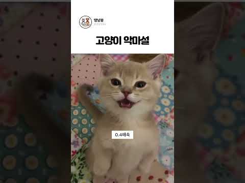 고양이 악마설😈 thumbnail