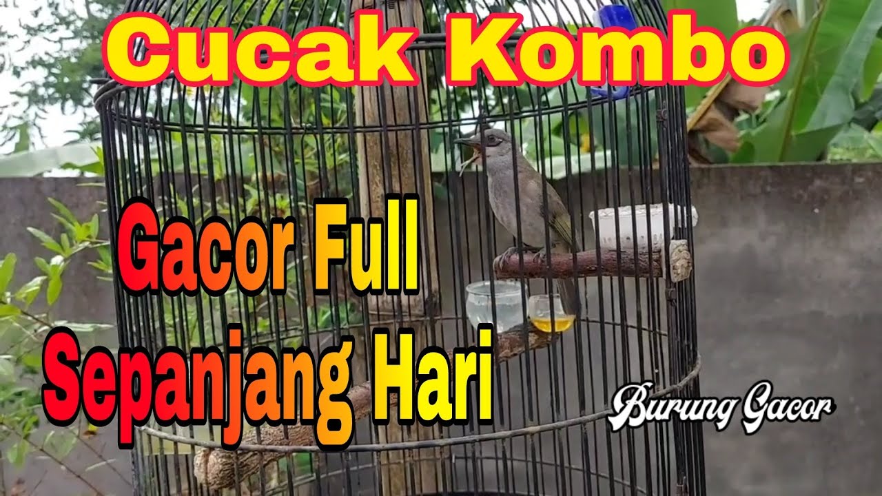 Burung Cucak Kombok Gacor Nembak Bikin Burung Kecial Kombok Malas Bunyi Cepat Respon