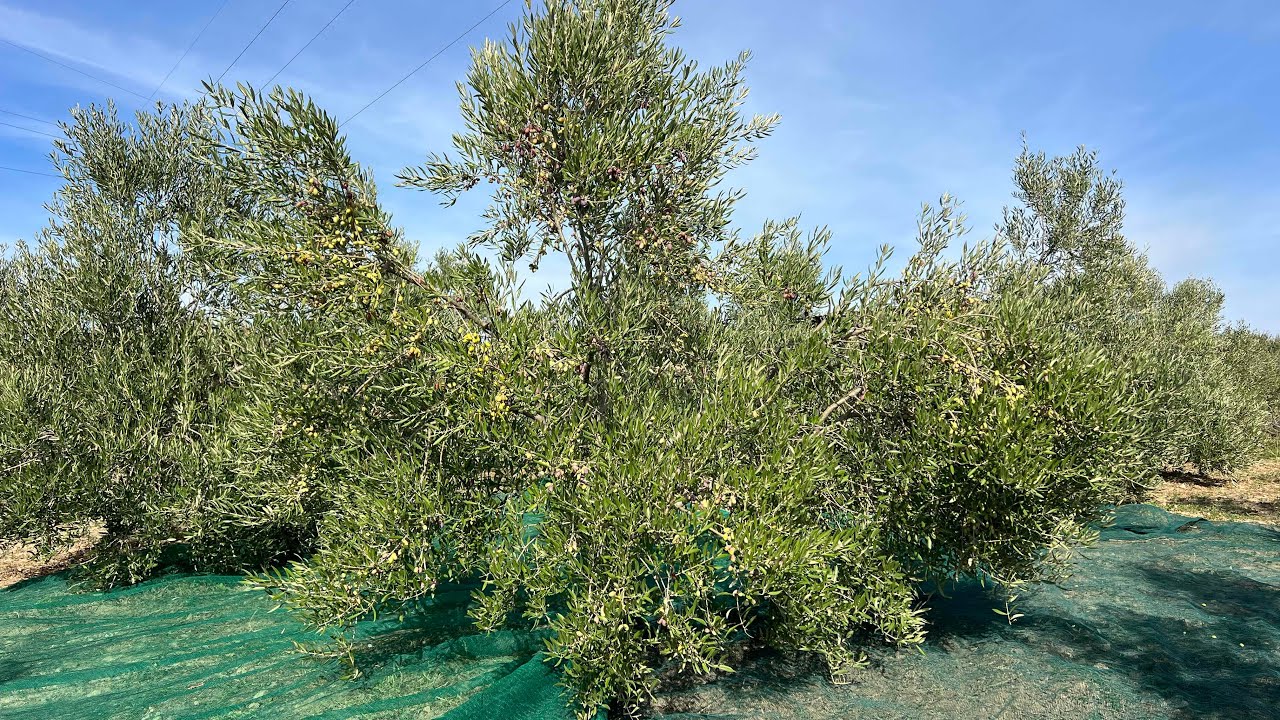 Berba maslina - 19.10.2025. Lecciana 🫒💚