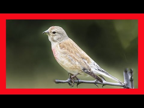 The song of the Common Linnet - Bird Sounds to recognize the Common Linnet  | 10 Hours