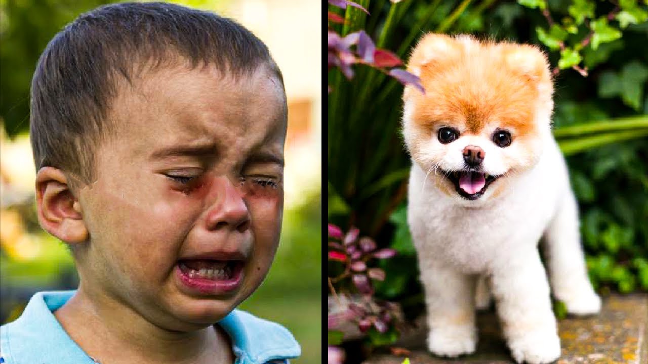 World's Cutest Dog Boo Dies Of A Heartbreak At 12, Just One Year After His  Bestie's Death 