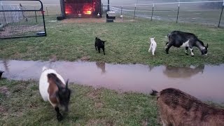 Goats Don't Like Water || ViralHog