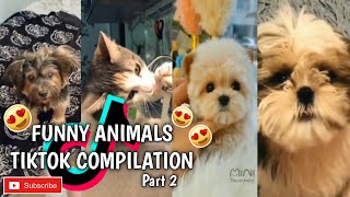 Funny Animals Tiktok Compilation Part 2