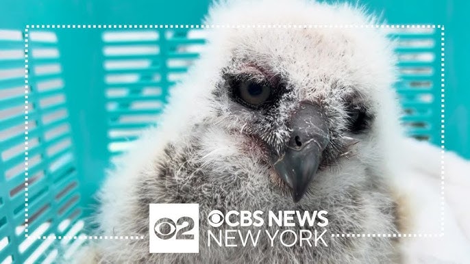 Baby Owl Rescued On Long Island