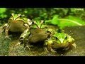 Jumping frogs  funny jumping contest  compilation