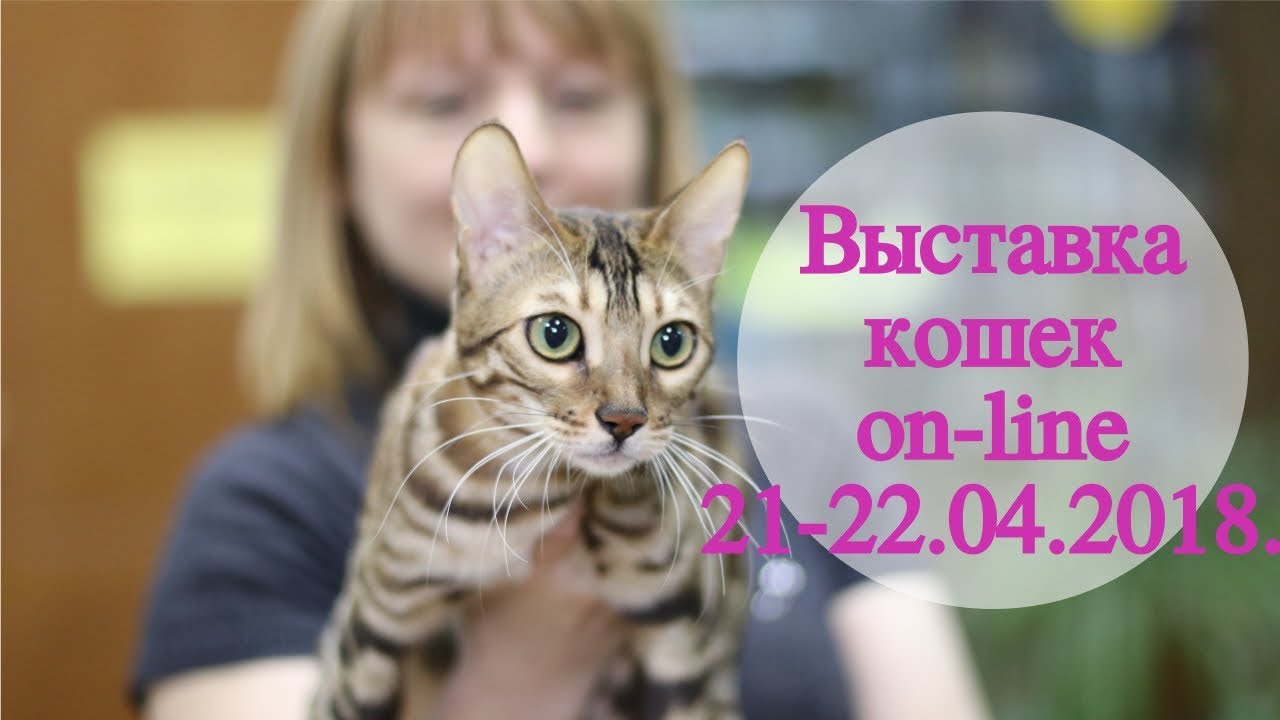 клуб кошек хабаровск Анонс выставки кошек PCA on-line 21-22.04.2018г.