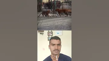 Royal Bengal Tiger Roar Tiger Animals Wildlife Zoo Fypシ Viral Funny Keşfet Amtb Comedy Fyp 