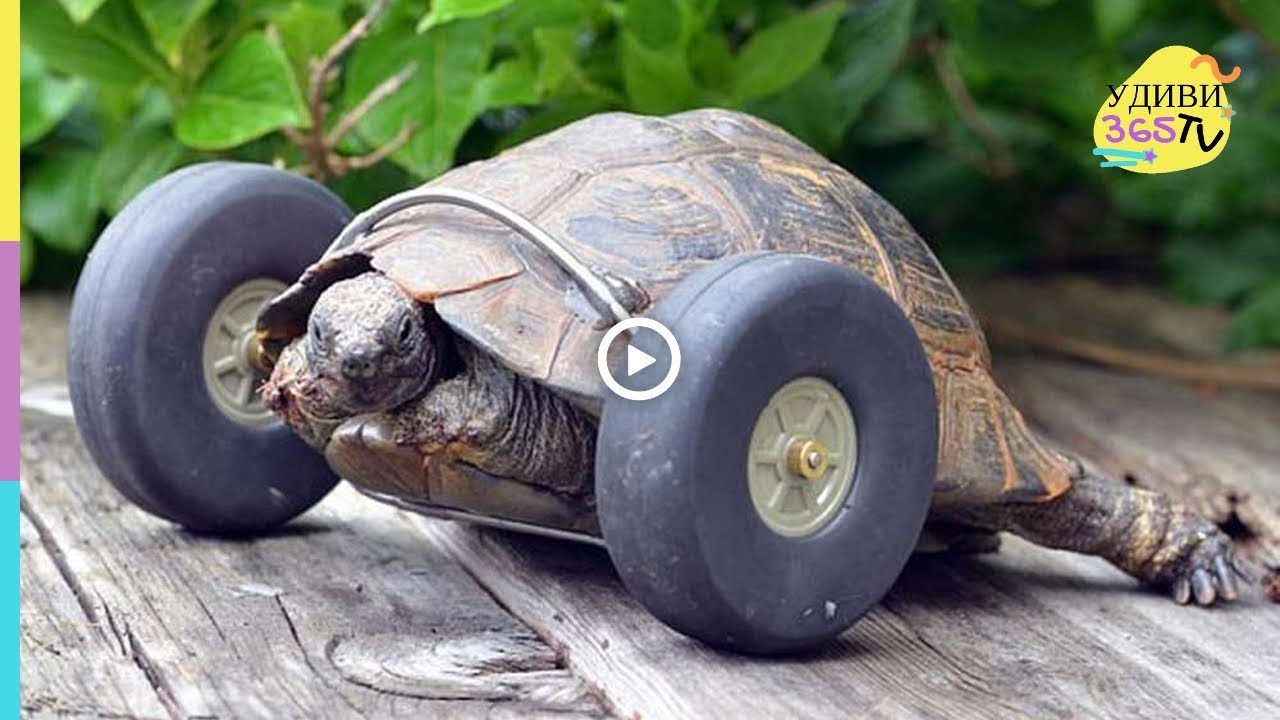 Turtle Speed Test ЧЕРЕПАХА: ЖИВОТНОЕ-СКОРОСТЬ / TURTLE: ANIMAL-SPEED - YouTube