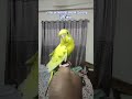 to be #successful at last #era with two #cute #budgerigar #birds #hulu &amp; #kuti