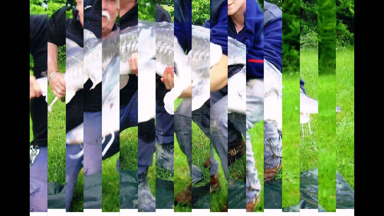 Esturgeon 30 kg pêché à la canne au coup