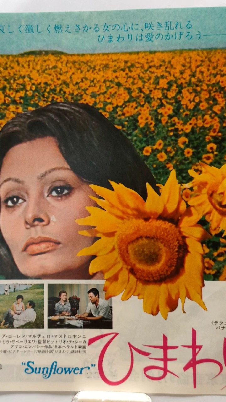 ひまわり - 予告編｜Sunflower - Trailer｜第37回東京国際映画祭 37th