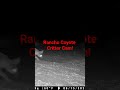 2) More critter cam favorites #coyotes #gamecam #trailcam #opossums #nature #bobcat
