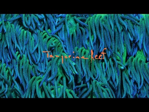Tangerine Reef - The Audiovisual Album by Animal Collective & Coral Morphologic (Official Film)