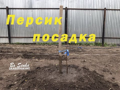 уДачная посадка персика