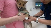 バックに犬のおしっこかけられる Youtube