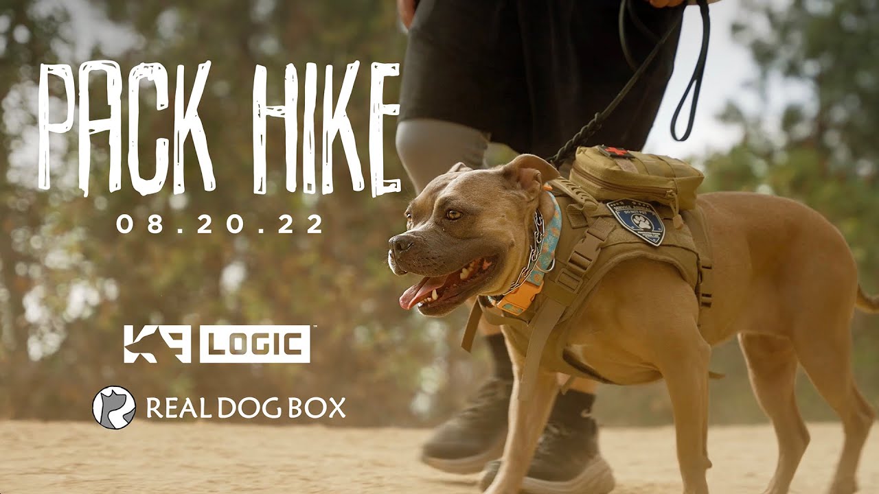 Pack Hike with K9 Logic & Real Dog Box at Griffith Park