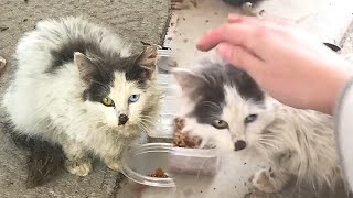 Stray Cat Sneaks Into a Woman's Yard, Begging For Help And Food