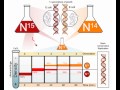 DNA Replication and Semiconservative Model Quiz