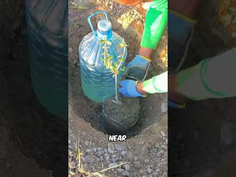 Genius Tree Growing Hack😱