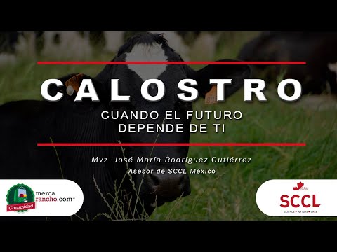 Vídeo: Què fa el calostre?