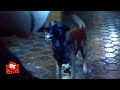 Quarantine (2008) - Zombie Dog Attack Scene | Movieclips