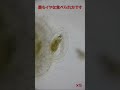 太陽虫の捕食は吸収です