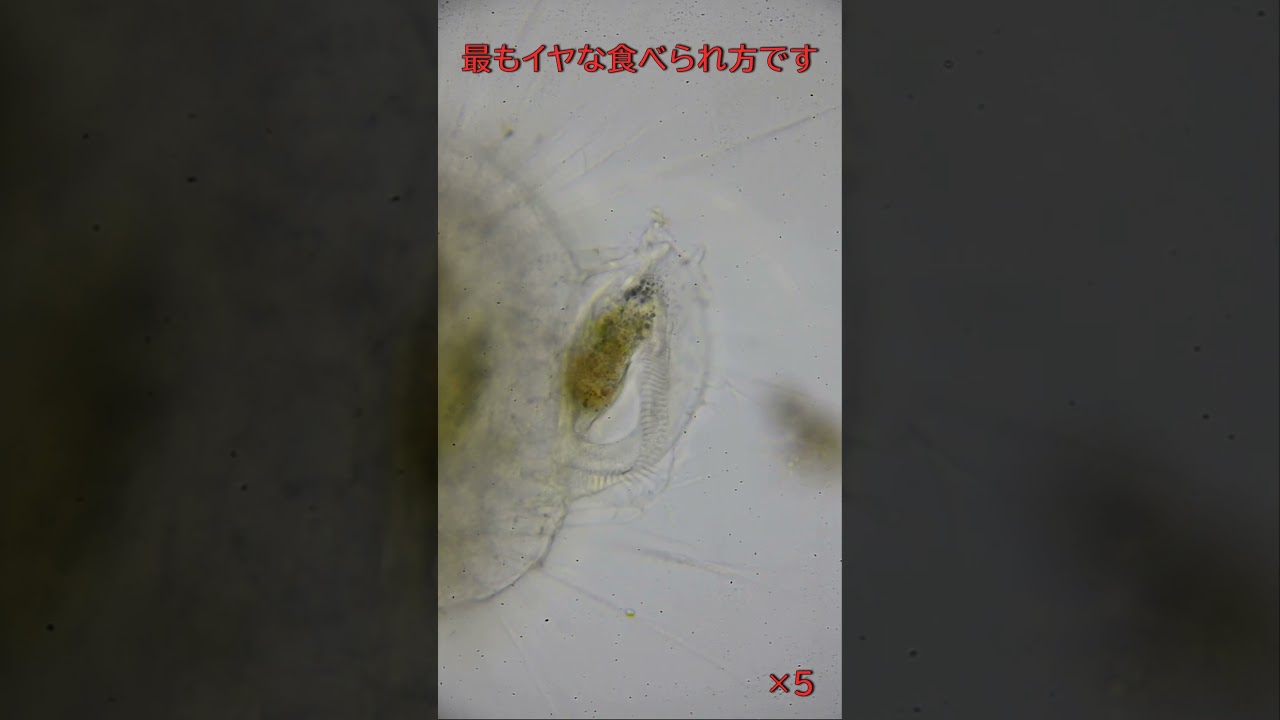 太陽虫の捕食は吸収です