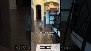 POV: CAT SPEED BEFORE VS. AFTER TAKING A 💩 #cat #viral #catlover #shorts