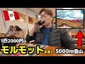 🇵🇪【閲覧注意】1匹2000円のネズミを食べて、標高5000mのレインボーマウンテンを目指したら...｜ペルー・クスコ編｜中南米15カ国旅 #2