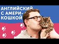 Из кошки в АМЕРИКОШКУ: экспресс-курс английского