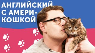 Из кошки в АМЕРИКОШКУ: экспресс-курс английского