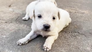 2 White Puppies Abandoned, With Nowhere To Go, No Teeth, Poor And Innocent, Keeping Each Other Warm