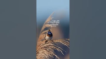 ✨ تلاوة خاشعة لآية “إِنَّ اللَّهَ وَمَلَائِكَتَهُ يُصَلُّونَ عَلَى النَّبِيِّ” – صوت يلامس القلب🤍