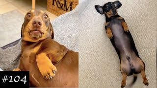 Dachshund Compilation  Funny And Cute Videos