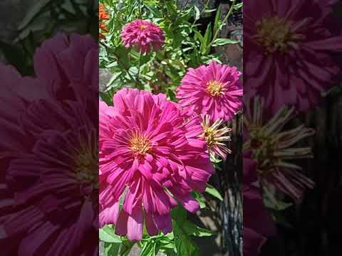 Pink Zinnia flower || Common zinnia || Elegant zinnia || #plant lover #shorts