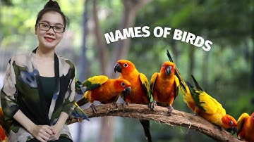 Vocab53- Tên các loài chim trong tiếng Anh (Names of birds) - Part 2
