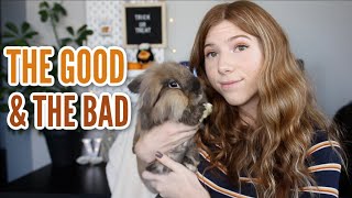 The Good and The Bad | Pet Updates