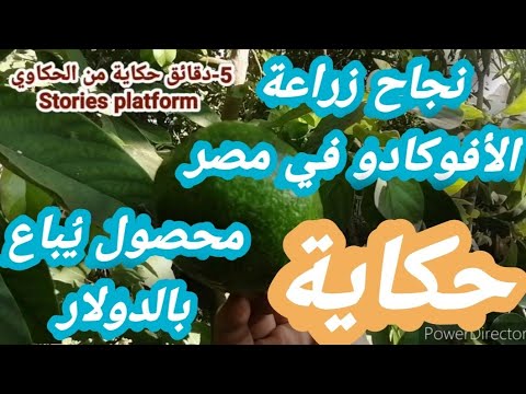 أزهلني نجاح زراعة الأفوكادو في مصر بلد الخير مصر الخضراء
