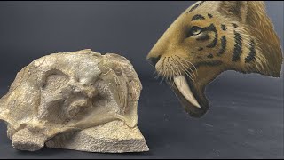Uncovering the Skull of a Saber Cat | (Hoplophoneus)